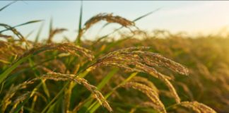 Researchers identify dual-function rice gene that boosts yield by up to 42% during droughts FG, IFAD, disburse agro inputs in Nigeria to boost rice production