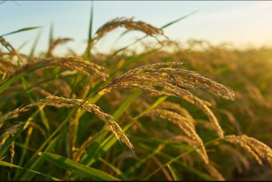 Researchers identify dual-function rice gene that boosts yield by up to 42% during droughts FG, IFAD, disburse agro inputs in Nigeria to boost rice production