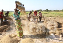 IFAD inaugural bond issuance to Asian investor Dai-Ichi Frontier Life ramps up investments to strengthen small-scale farmers’ resilience to climate change and fight hunger and poverty