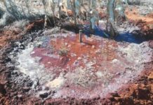 Regenerative Agriculture in Kenya is Years Old– The Role of Cover Crops