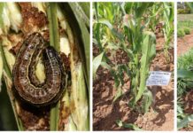 New study unravels the mechanisms through which the icipe push-pull technology conquers the fall armyworm