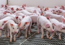 Breeding for self-reliant animals