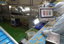 Japan’s Inaba Peanuts improves product consistency and increases production volumes by acquiring a TOMRA 5B optical sorter