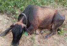 Mozambique govt bans imports of Zimbabwe animal products