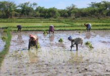 IFAD €3.5 million loan to promote women-led agribusiness in Madagascar and support small-scale farmers
