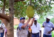 FAO employs innovative plant pest control solutions in Eastern Africa