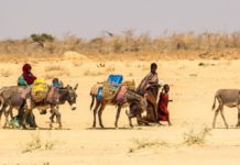 FAO ramps up support to hard-hit Sudan farmers