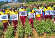 Seedling idea to plant 500,000 trees in Kenya comes to fruition in five months