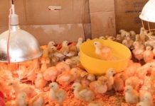 Young poultry farmers are contributing towards food security