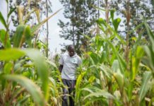 African Development Bank Group Board Approves More Than $1 Billion for Emergency Food Production Plan