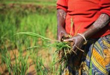 The Gambia: African Development Fund Approves Additional $3.3 Million Financing for Rice Value Chain Transformation Program