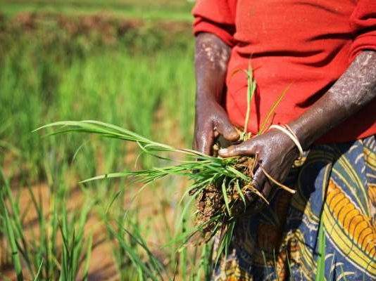 Global scientists turn to roots research for climate resilience as heat threatens rice yields by up to 7%