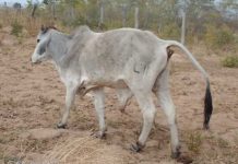 Unknown disease kills cattle in Mozambique