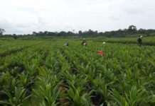 African Development Fund approves €63 million loan to boost food security : Cameroon