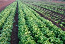 US lists countries to benefit from Food Assistance Program US lists countries to benefit from Food Assistance Program