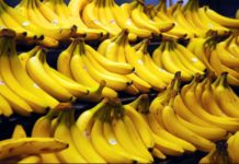 Banana producers in Cameroon, Ghana, Ivory Coast seek govt’s rescue Banana producers in Cameroon, Ghana, Ivory Coast seek govt’s rescue