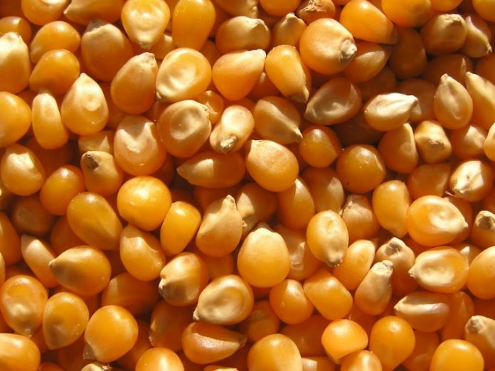 Maize imports from Zambia to arrive in Kenya soon