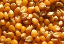 Maize imports from Zambia to arrive in Kenya soon Maize imports from Zambia to arrive in Kenya soon