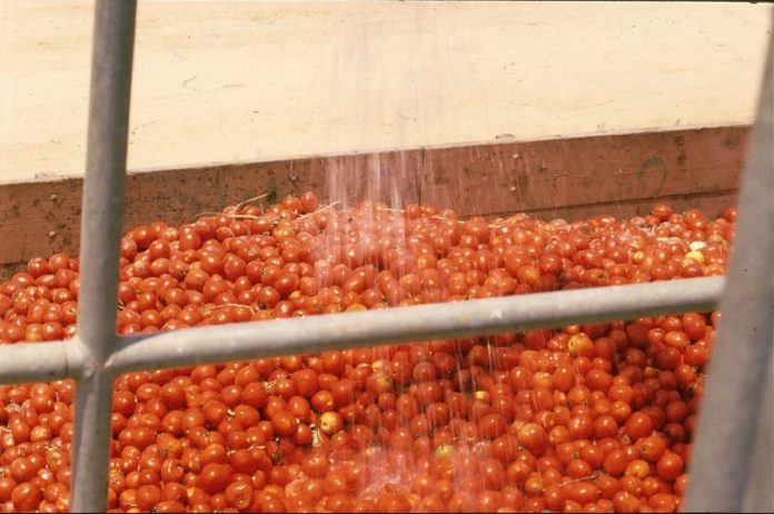 Kenya develops tomato processing plant in Kisumu