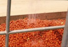 Kenya develops tomato processing plant in Kisumu Kenya develops tomato processing plant in Kisumu