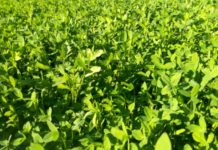 Israel eyes Ghana’s local agriculture production Israel eyes Ghana’s local agriculture production