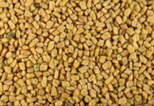 World Bank, CORAF launches 2022 certified seed campaign in Gambia World Bank, CORAF launches 2022 certified seed campaign in Gambia