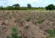 Gambia, Japan ink food aid agreement Gambia, Japan ink food aid agreement