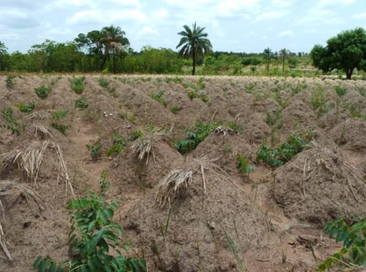 Gambia, Japan ink food aid agreement Gambia, Japan ink food aid agreement