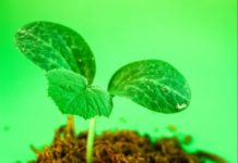 Ghana distributes tree seedlings to farmers in Asutifi North District Ghana distributes tree seedlings to Farmers in Asutifi North District