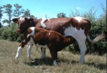 Kenya scouts for export market for livestock products in Africa, Asia, Middle East Kenya scouts for export market for livestock products in Africa, Asia, Middle East