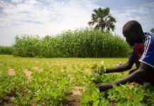 NARIGP grants Sh 59M to smallholder farmers in Kisii Kenya NARIGP grants Sh 59M to smallholder farmers in Kisii Kenya