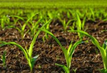 EU inaugurates €1.3bn Nigeria green economy project EU inaugurates €1.3bn Nigeria green economy project