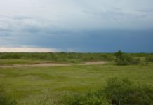 Kenya unveils strategic plan for grasslands and rangelands Kenya unveils strategic plan for grasslands and rangelands