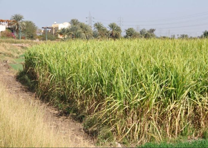 Tanzania to boost sugarcane production