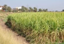 Tanzania to boost sugarcane production Tanzania to boost sugarcane production