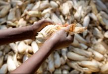 Liberia’s Agriculture, Health, WFP, Partners launch nationwide rapid food security assessment Liberia’s Agriculture, Health, WFP, Partners launch nationwide rapid food security assessment