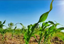 GIZ promotes youth employment in agri-business sector GIZ promotes youth employment in agri-business sector