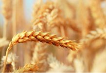 Nigerian bakers suspend production over high costs of ingredients Nigerian bakers suspend production over high costs of ingredients