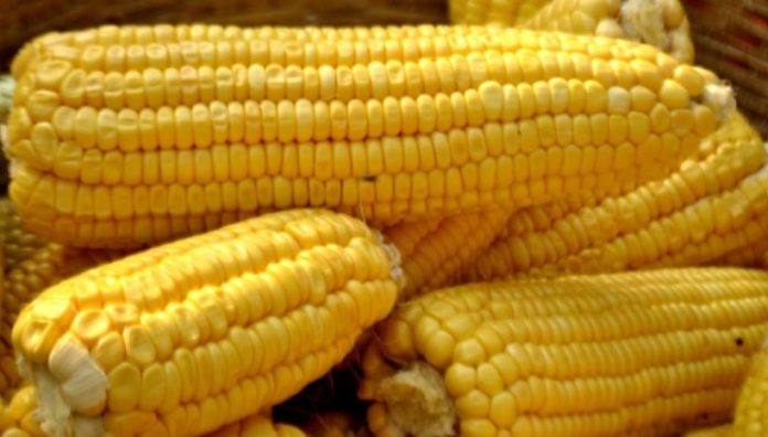 Corn production in South Africa projected to increase