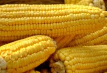 Corn production in South Africa projected to increase Corn production in South Africa projected to increase