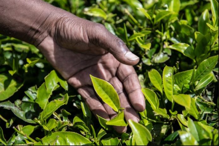 Kenya set for first miraa consignment to leave for Somalia