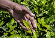 Kenya set for first miraa consignment to leave for Somalia Kenya set for first miraa consignment to leave for Somalia