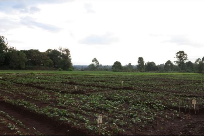 Zimbabwe launches an agricultural advisory forum