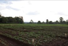 Zimbabwe launches an agricultural advisory forum Zimbabwe launches an agricultural advisory forum