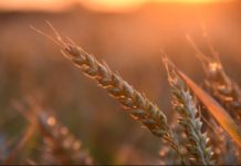 Tanzania earmarks 400,000 hectares of land for wheat cultivation Tanzania earmarks 400,000 hectares of land for wheat cultivation