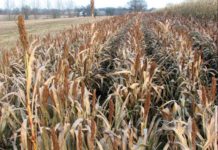 Nigeria sensitises agro-dealers against proliferation of fake agricultural inputs Nigeria sensitises agro-dealers against proliferation of fake agricultural inputs