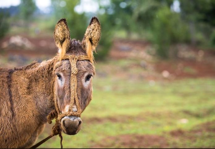 DDA Nigeria appeals for revision of proposed ban on donkey slaughtering
