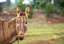 DDA Nigeria appeals for revision of proposed ban on donkey slaughtering DDA Nigeria appeals for revision of proposed ban on donkey slaughtering