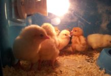 Tanzania bans importation of day-old chicks Tanzania bans importation of day-old chicks