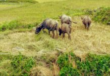 Morocco’s UM6P Ventures invests in climate crop for resilient agriculture Morocco’s UM6P Ventures invests in climate crop for resilient agriculture